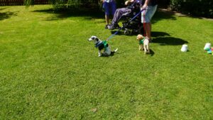 Dogs wining prizes at summer fete
